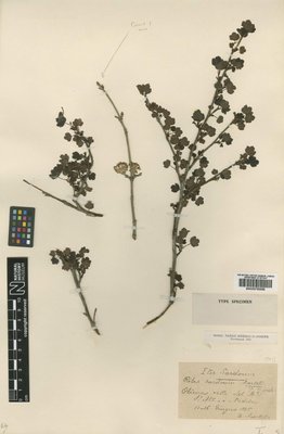 BM000750658