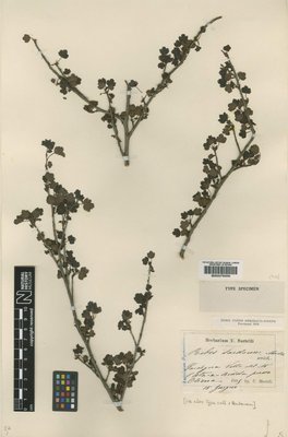 BM000750656
