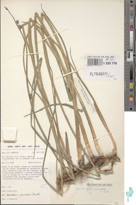Schoenoplectus x carinatus (Sm.) Palla
