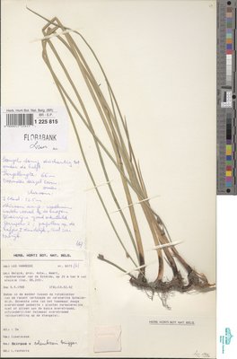 Schoenoplectus x carinatus (Sm.) Palla