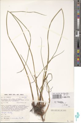 Schoenoplectus x carinatus (Sm.) Palla