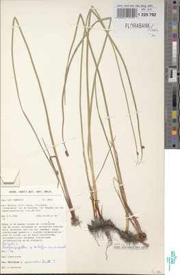 Schoenoplectus x carinatus (Sm.) Palla