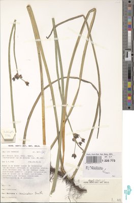 Schoenoplectus x carinatus (Sm.) Palla