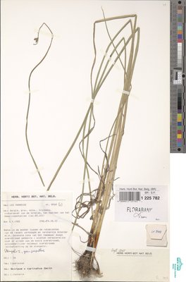 Schoenoplectus x carinatus (Sm.) Palla