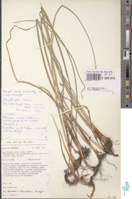 Schoenoplectus x carinatus (Sm.) Palla