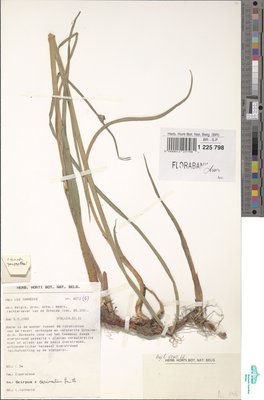 Schoenoplectus x carinatus (Sm.) Palla
