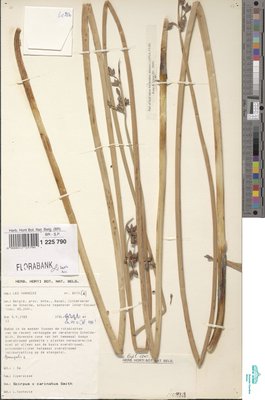 Schoenoplectus x carinatus (Sm.) Palla