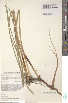 Schoenoplectus x carinatus (Sm.) Palla