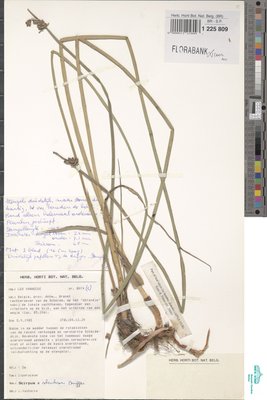 Schoenoplectus x carinatus (Sm.) Palla