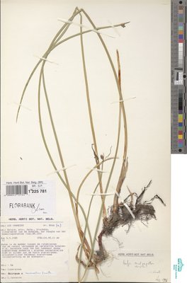 Schoenoplectus x carinatus (Sm.) Palla