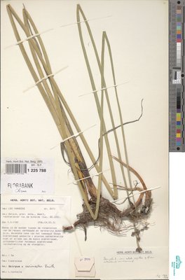 Schoenoplectus x carinatus (Sm.) Palla