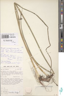 Schoenoplectus x carinatus (Sm.) Palla