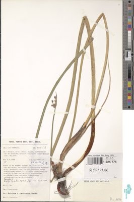 Schoenoplectus x carinatus (Sm.) Palla