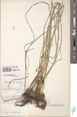 Schoenoplectus x carinatus (Sm.) Palla
