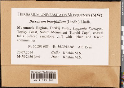 Dicranum brevifolium (Lindb.) Lindb., Moscow University Herbarium