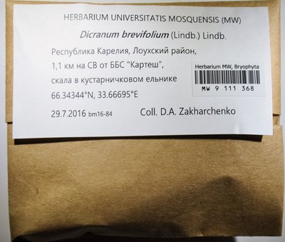 Dicranum brevifolium (Lindb.) Lindb., Moscow University Herbarium