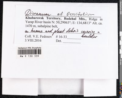 Dicranum brevifolium (Lindb.) Lindb., Moscow University Herbarium