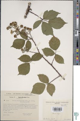 Rubus melanoxylon P.J.Müll. & Wirtg. ex Genev.