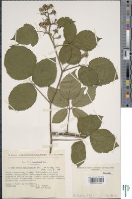 Rubus melanoxylon P.J.Müll. & Wirtg. ex Genev.