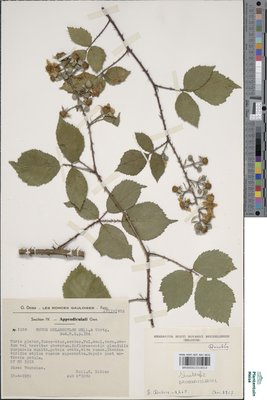 Rubus melanoxylon P.J.Müll. & Wirtg. ex Genev.