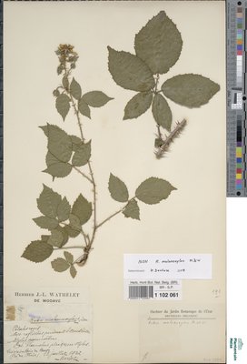Rubus melanoxylon P.J.Müll. & Wirtg. ex Genev.
