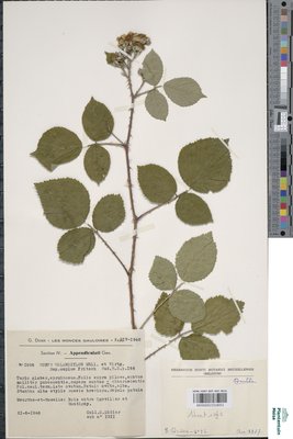 Rubus melanoxylon P.J.Müll. & Wirtg. ex Genev.