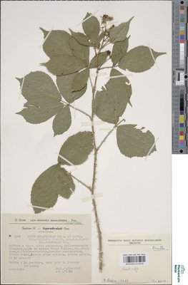 Rubus melanoxylon P.J.Müll. & Wirtg. ex Genev.