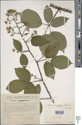 Rubus melanoxylon P.J.Müll. & Wirtg. ex Genev.