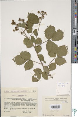 Rubus melanoxylon P.J.Müll. & Wirtg. ex Genev.