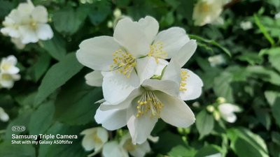 Philadelphus pubescens Loisel.: flower