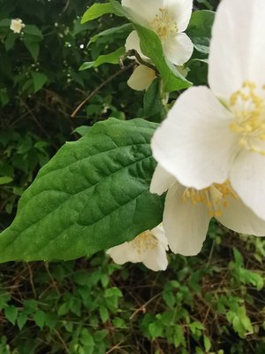 Philadelphus pubescens Loisel.: leaf