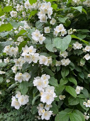 Philadelphus pubescens Loisel.: flower
