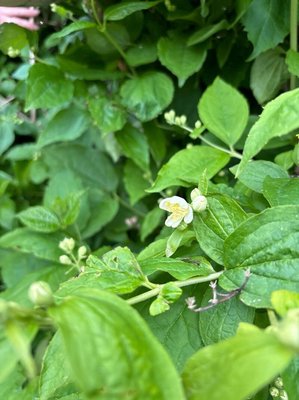 Philadelphus pubescens Loisel.: flower