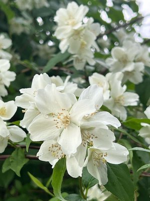 Philadelphus pubescens Loisel.: flower