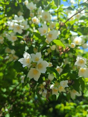 Philadelphus pubescens Loisel.: flower