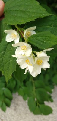 Philadelphus pubescens Loisel.: flower