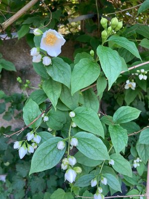 Philadelphus pubescens Loisel.: leaf