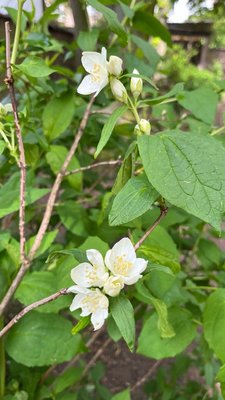Philadelphus pubescens Loisel.: flower