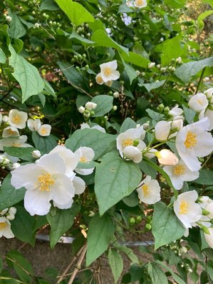 Philadelphus pubescens Loisel.: flower