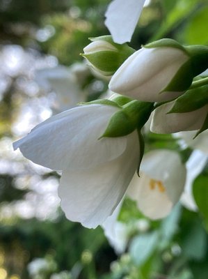 Philadelphus pubescens Loisel.: flower