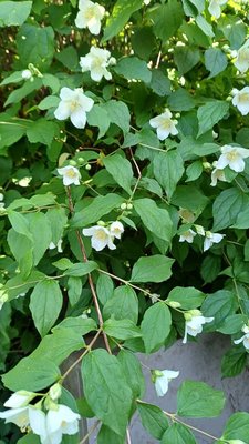 Philadelphus pubescens Loisel.: flower