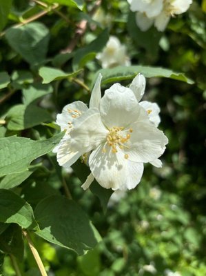 Philadelphus pubescens Loisel.: flower