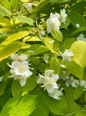 Philadelphus pubescens Loisel.: flower