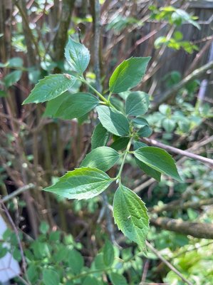 Philadelphus pubescens Loisel.: leaf