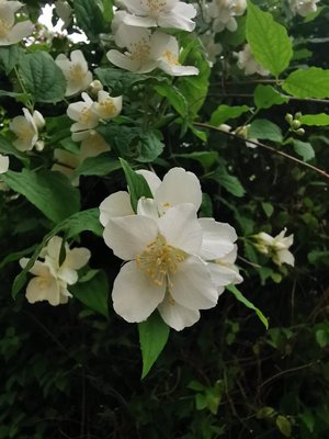 Philadelphus pubescens Loisel.: flower