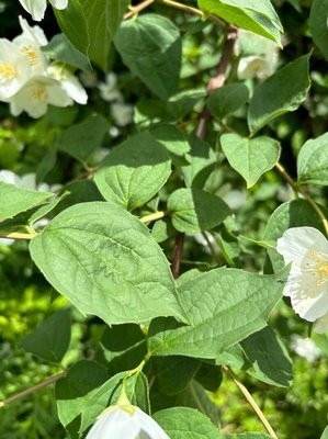 Philadelphus pubescens Loisel.: leaf