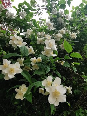 Philadelphus pubescens Loisel.: flower