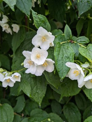 Philadelphus pubescens Loisel.: flower