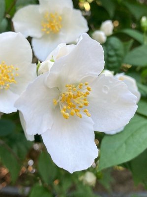Philadelphus pubescens Loisel.: flower