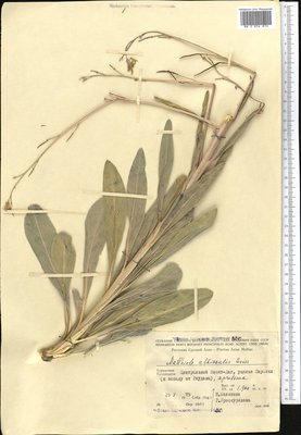 Dvorakia alyssifolia (DC.) D.A.German, Moscow University Herbarium